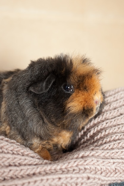 Nieuwsgierig cavia met rozetten. met lang haar.