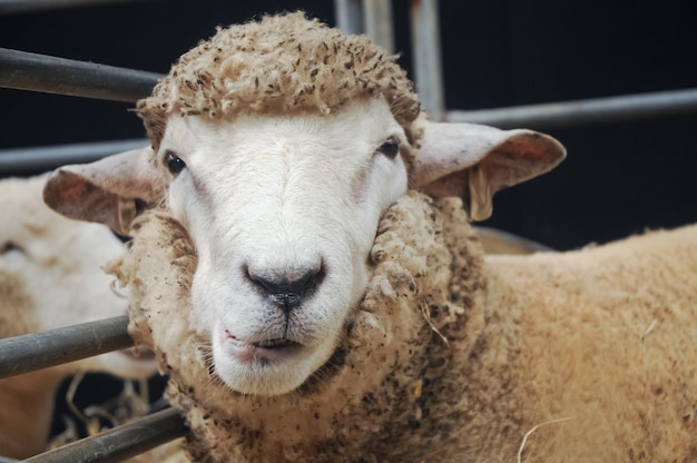 Foto nieuwsgierig gezicht van jonge schapen