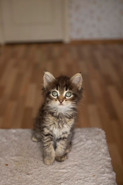 Nieuwsgierig katje Kleine kat thuis Klein huisdier