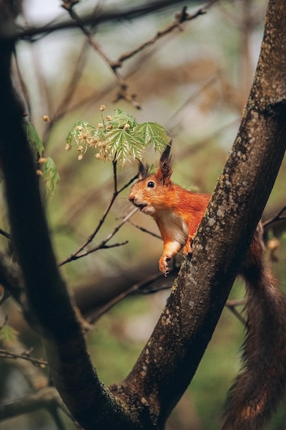 Nieuwsgierig rode eekhoorn gluren achter de boomstam
