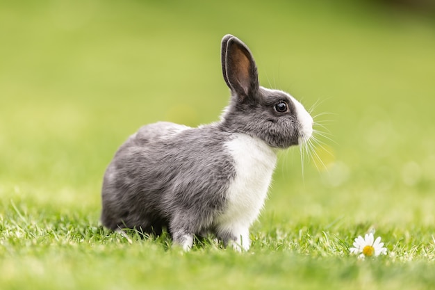 Nieuwsgierig veekonijn zittend in het gras in de tuin.