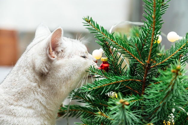 Nieuwsgierige Britse witte kat snuift de dennentakken. Kerst- en nieuwjaarsdecor op de vensterbank.