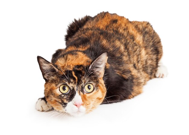 Nieuwsgierige Calico Cat Leggen