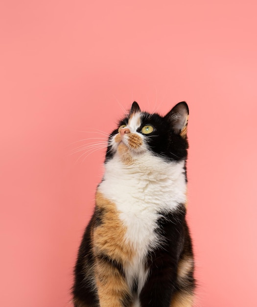 Nieuwsgierige driekleurige kat zit op een koraalachtergrond en kijkt met belangstelling op. Groene ogen, een zwarte poot, de andere rood.