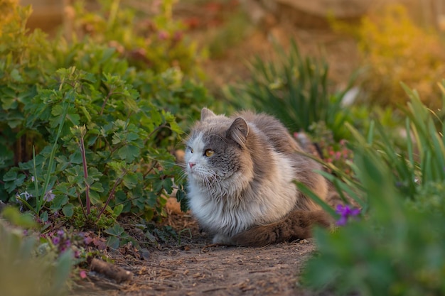 Nieuwsgierige dromende kat die in de tuin ligt Liggende kat in bloemen Schoonheidskat in de natuur en fel zonlicht Vrolijke kat in zomerlandschap