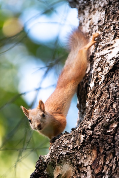 Nieuwsgierige eekhoorn op een boom in zijn natuurlijke habitat
