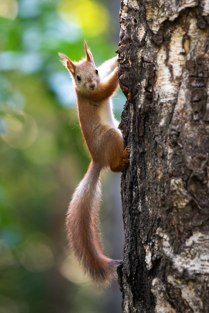 Nieuwsgierige eekhoorn op een boom in zijn natuurlijke habitat