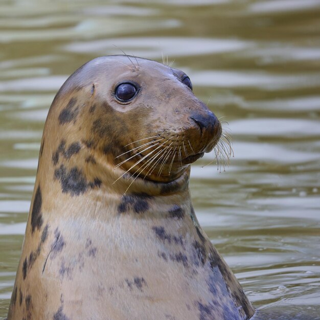 Foto nieuwsgierige grijze zeehond halichoerus grypus met zijn hoofd uit het water