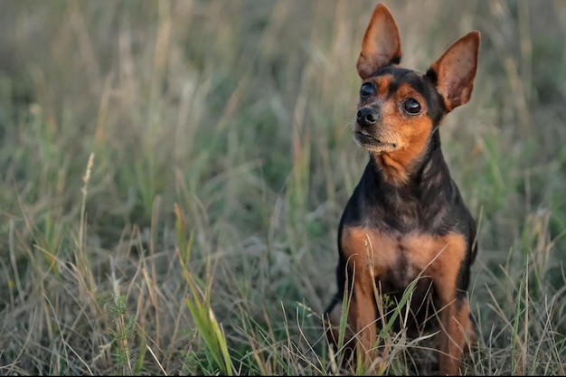 Foto nieuwsgierige hondenpup zit op hoog droog gras in het veld en wacht op de eigenaar