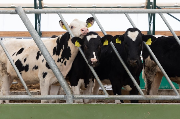 Nieuwsgierige jonge vaarzen op een modern melkveebedrijf