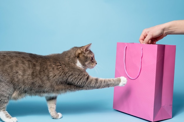 Nieuwsgierige kat raakt een roze cadeauzakje aan met zijn poot hij is geïnteresseerd in een verrassing in het pakket