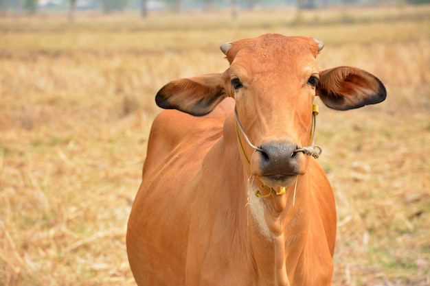 Nieuwsgierige koe die gras eet bij het gebied