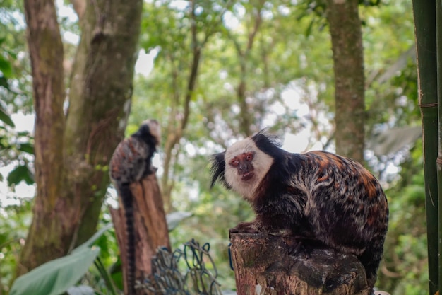 Foto nieuwsgierige marmosets braziliaanse apen close-up view