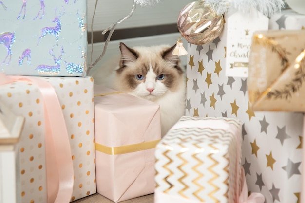 Nieuwsgierige mooie kattenragdoll zit tussen geschenkdozen onder de kerstboom. Katten en Nieuwjaar. Kerstcadeaus en decoraties. Blauwogige katten. Huisdecoratie. Dromen komen uit. Nieuwjaarscadeau is kat.