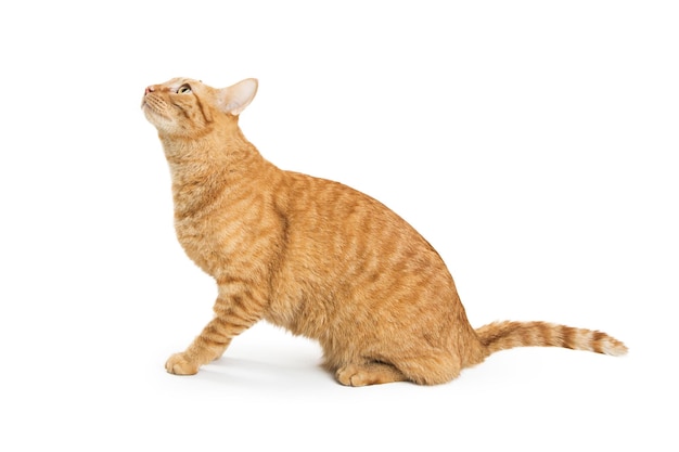 Nieuwsgierige Oranje Kat Die Omhoog Kijkt