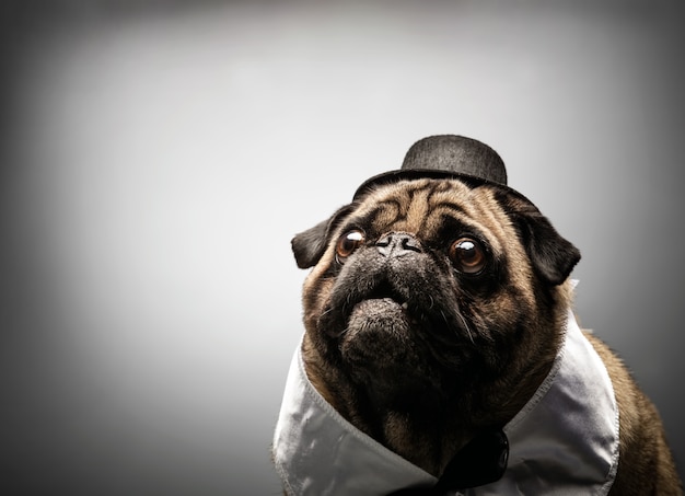 Foto nieuwsgierige pug hond in een zwarte hoed.