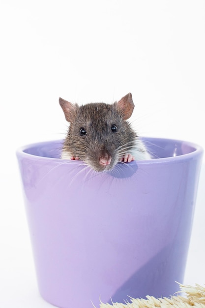 Nieuwsgierige rat die uit paarse emmer kijkt