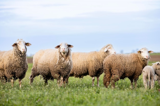 Nieuwsgierige schapen op de boerderij kijken naar de camera