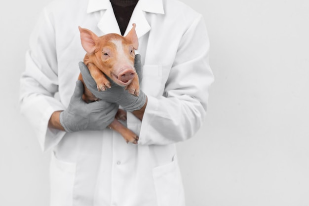 Nieuwsgierige varkens in varkensfokkerij in varkensbedrijf in nette en schone binnenhuisvesting met varkensmoeder die biggen voedt