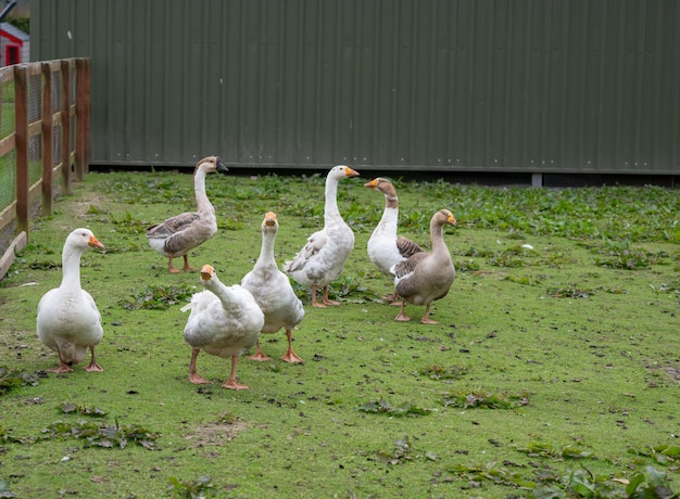 Foto nieuwsgierige witte ganzen gefascineerd door de mogelijkheid om op een boerderij te worden gevoed