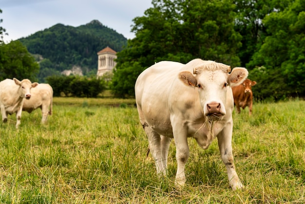 Nieuwsgierige witte koe in het veld kijkend naar de camera