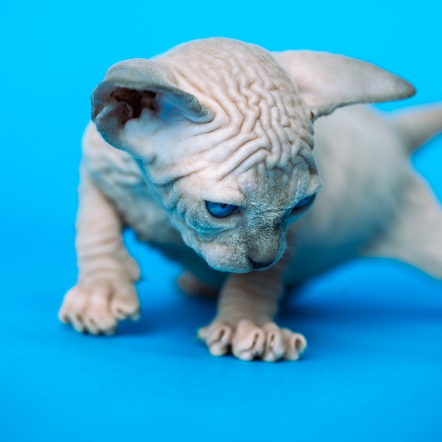 Nieuwsgierigheid haarloze kitten van canadese sphynx cat-ras staande op blauwe achtergrond