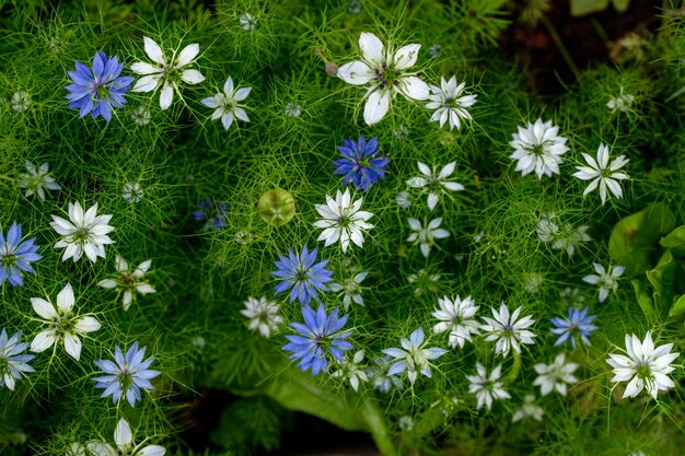 Nigella Damascena Bloem