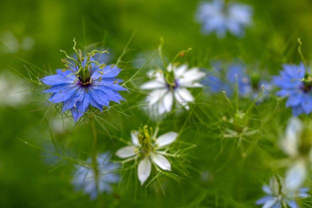 Nigella Damascena Bloem