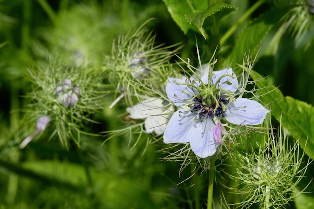 Foto nigella damascena