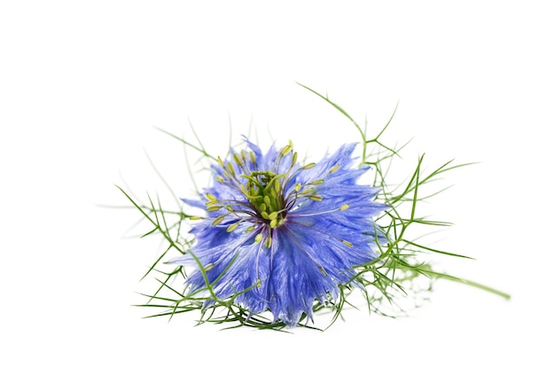 Nigella sativa or black cumin flower on white