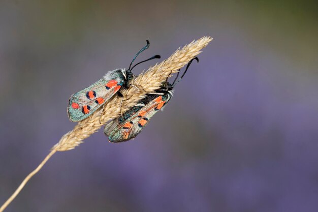 Night butterflies or moths in their environment