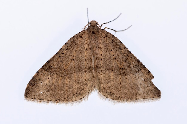 Night butterflies with a white background