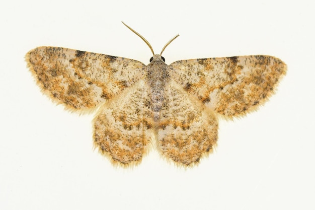 Night butterflies with a white background