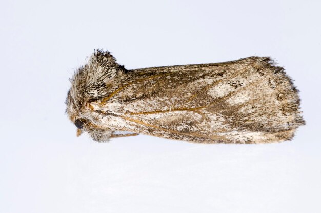 Night butterflies with a white background