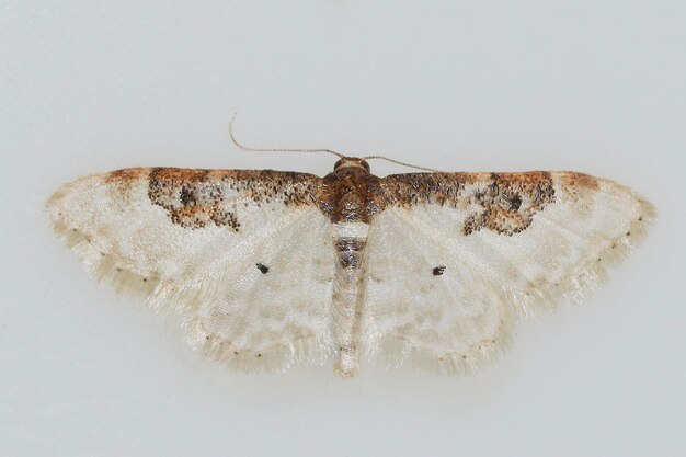 Night butterflies with a white background