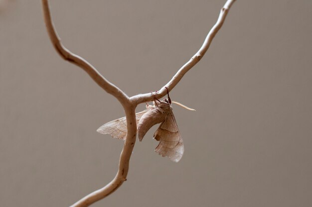 Night Fly. Antheraea pernyi