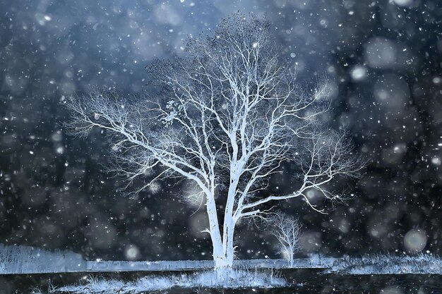 Paesaggio di natale della foresta di notte, sera di capodanno in una foresta innevata