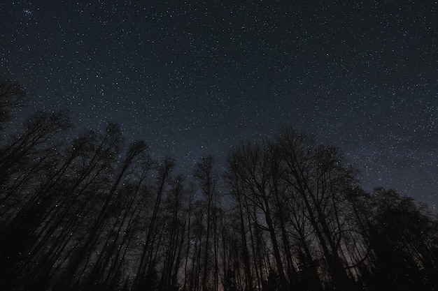 Фото Ночная фотография ландшафта астрофотография лесные деревья без листьев