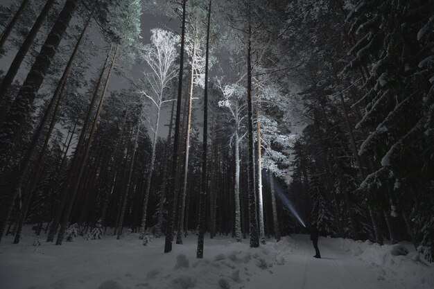 Photo night scene a man with a flashlight in the pine forest in winter starry sky