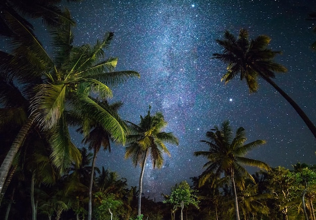 Night shot with palm trees and milky way in background tropical warm night