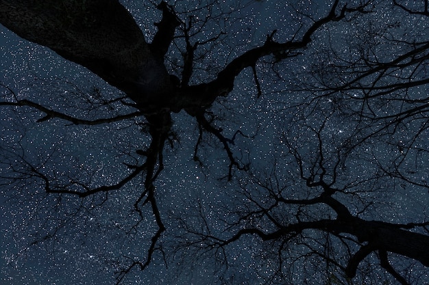 Cielo notturno nella foresta con stelle in cielo