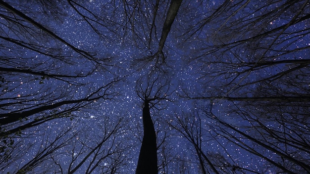 Night sky in the forest with stars and moon