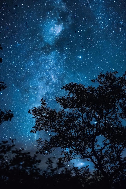 Foto il cielo notturno è pieno di stelle e alberi