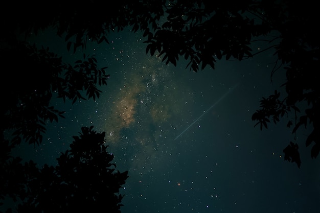 Night sky with milky way and trees