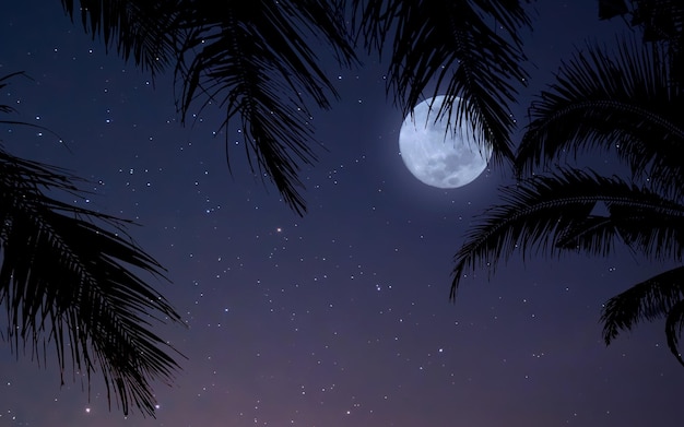 写真 パームの木と満月の夜空