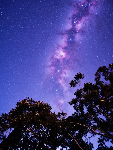 夜空は木と星で満たされた空