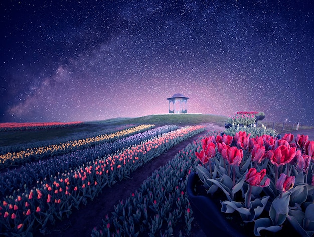 Night in a tulip park. starry sky over huge colorful tulip plantations