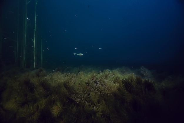 night underwater landscape / diving at night in fresh water, green algae, clear fresh water at night in the lake