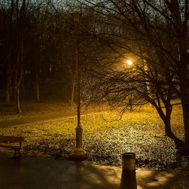 A night view of a tree and a bench in the park