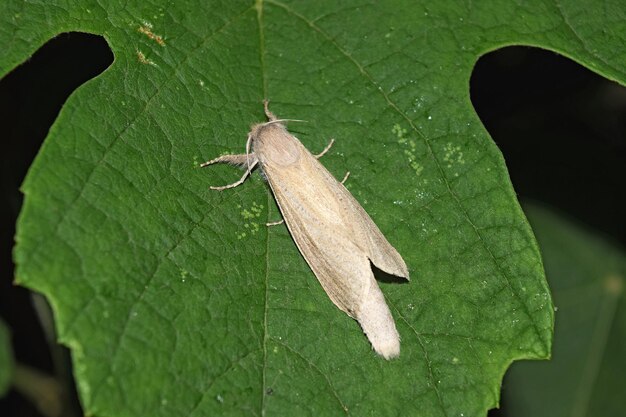 Night white butterfly